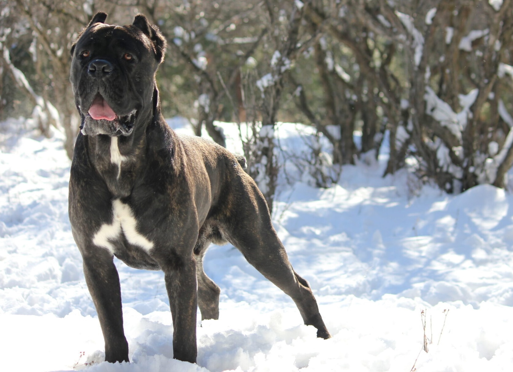 Cane Corso standing in the North Idaho snow