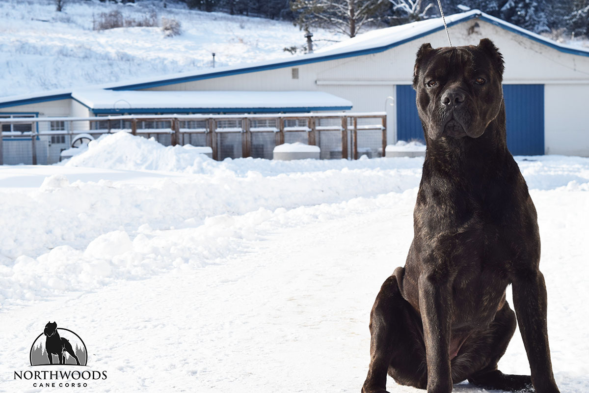 NorthWood’s Musical Morsel Supreme “Toot” Cane Corso photo