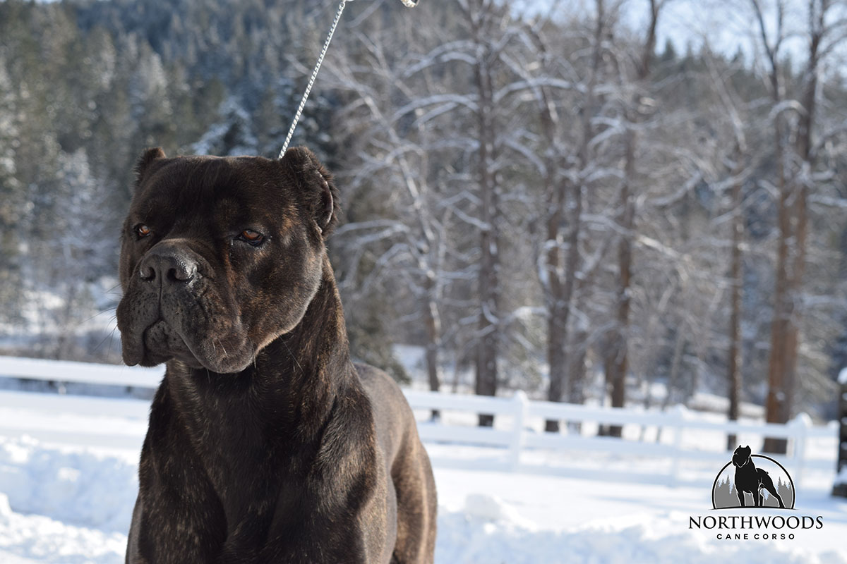 NorthWood’s Musical Morsel Supreme “Toot” Cane Corso photo