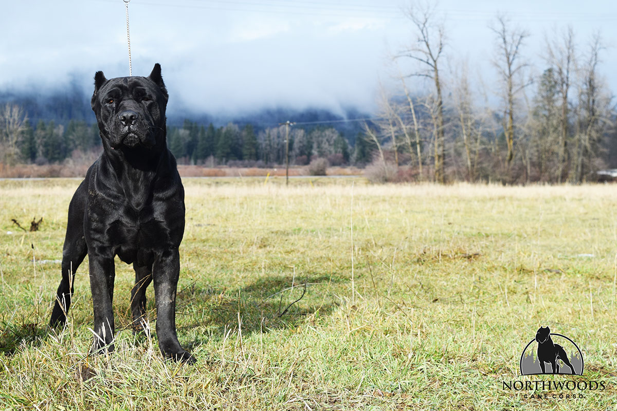 NorthWood’s Banana Fana Fo-Fanny “Fanny” Cane Corso portrait