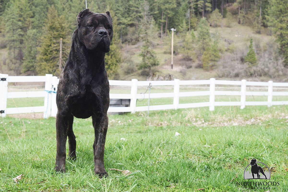 NorthWood’s Musical Morsel Supreme “Toot” Cane Corso portrait