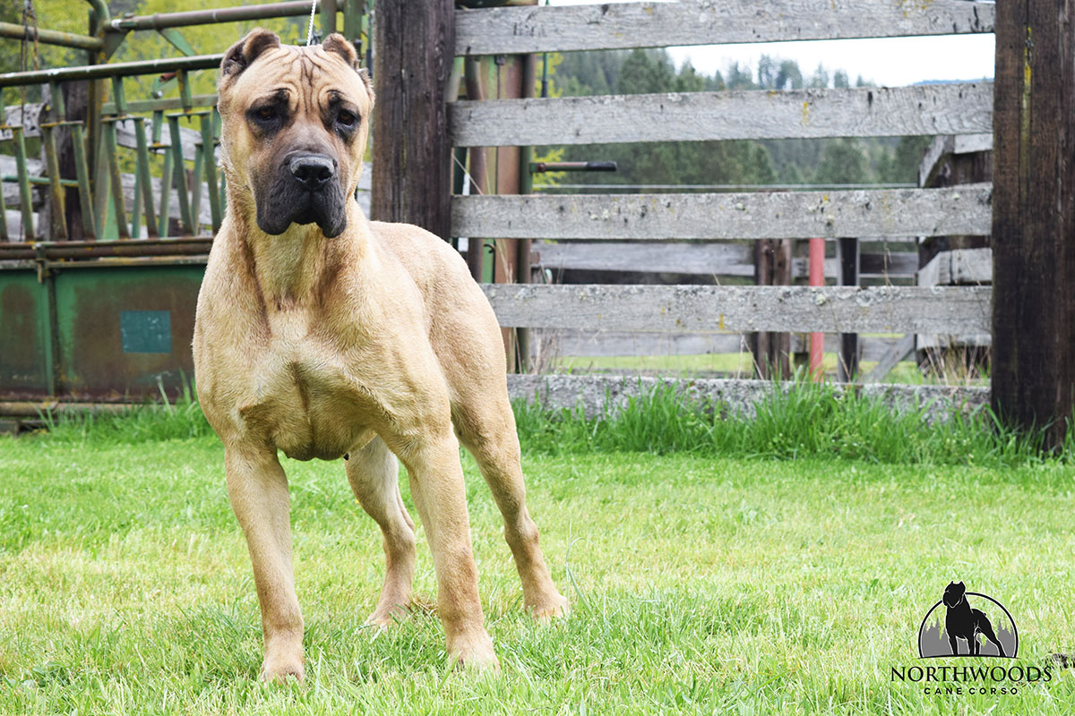 NorthWood’s Salarin Strength at CastleGuard “Pickles” Cane Corso photo