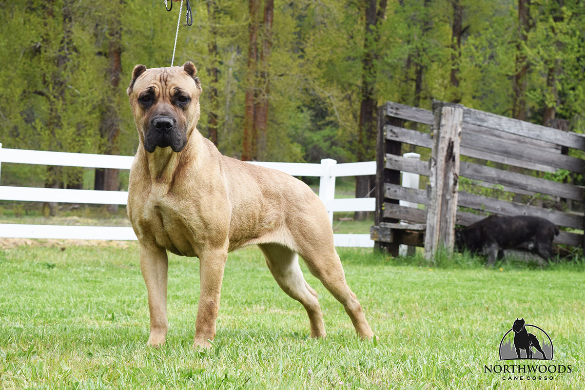 NorthWood’s Salarin Strength at CastleGuard “Pickles” Cane Corso portrait