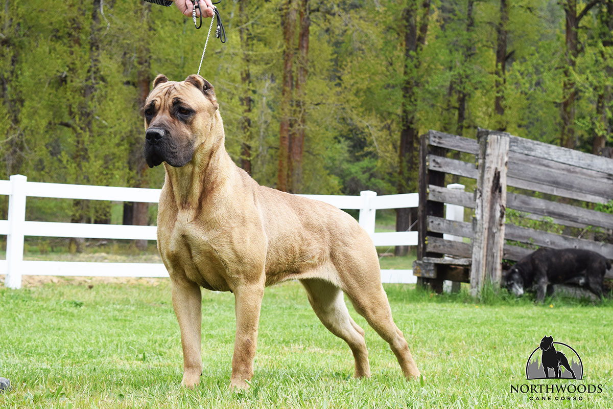 NorthWood’s Salarin Strength at CastleGuard “Pickles” Cane Corso photo