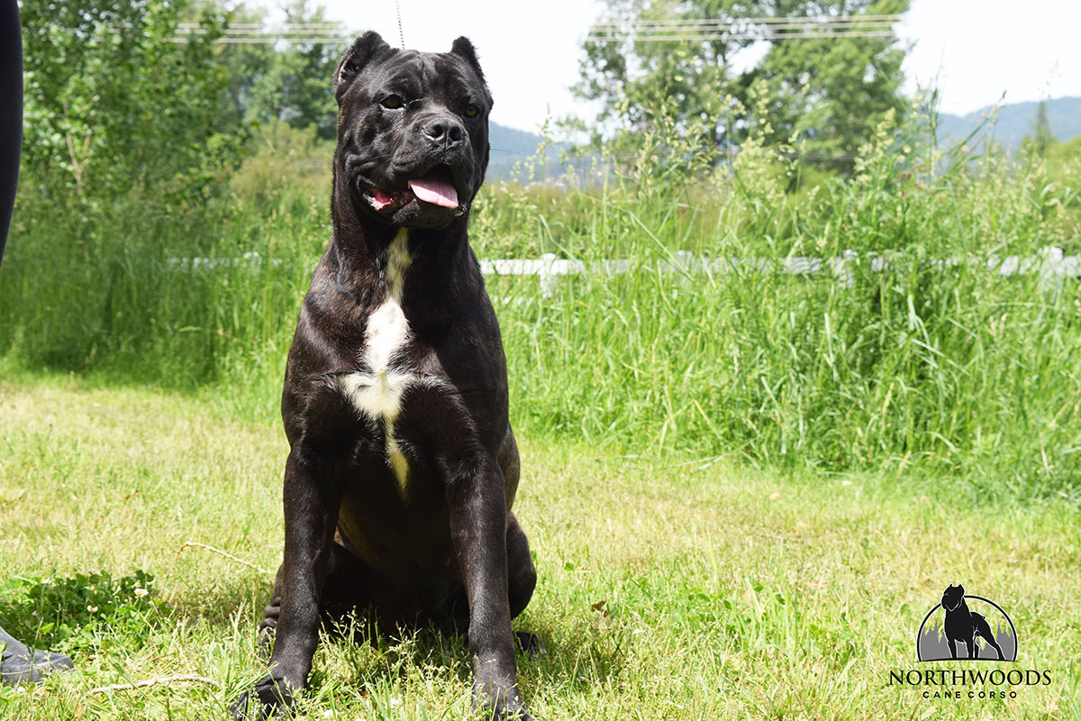 NorthWood’s Hailed at the Twilight “Zulu” Cane Corso portrait