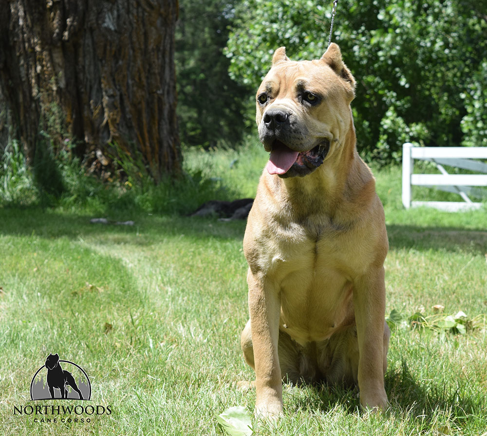 NorthWood’s The Game Has Found It’s Feet “Enola” Cane Corso portrait