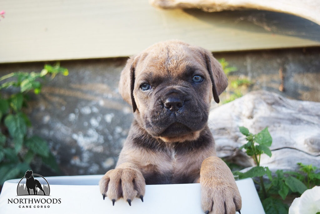 Americana Cane Corso partnership litter photo 1