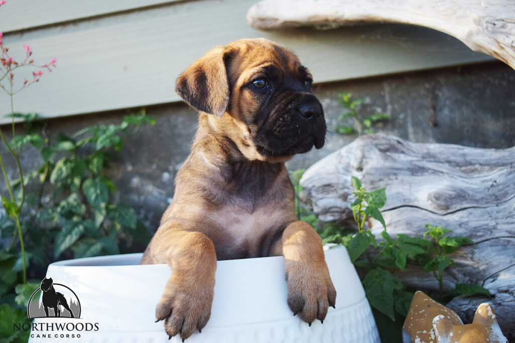 Americana Cane Corso partnership litter photo 2