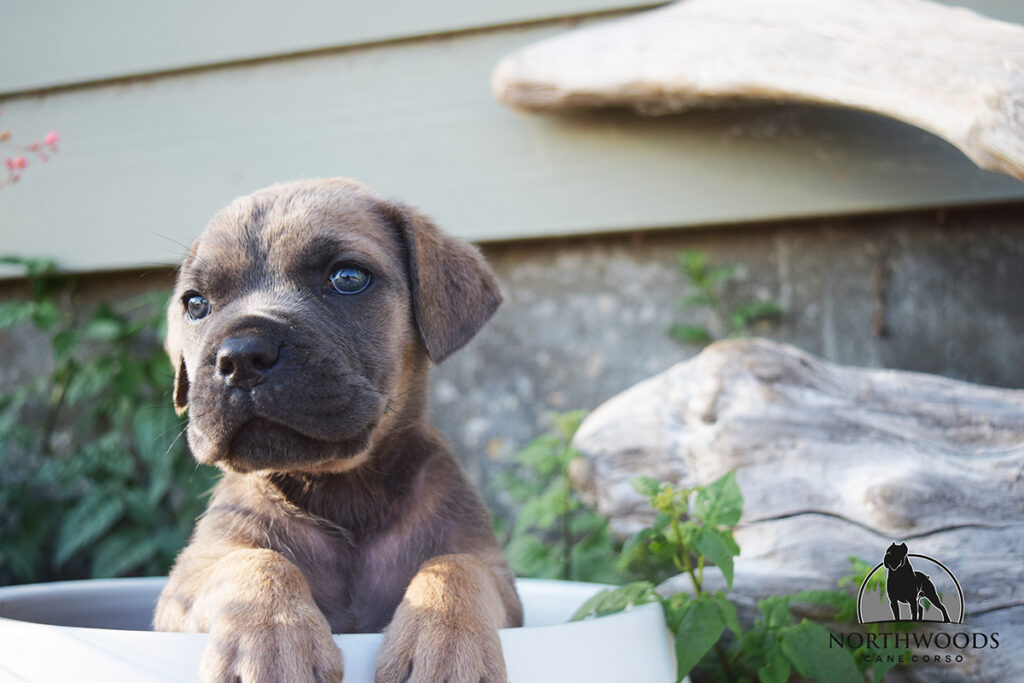Americana Cane Corso partnership litter photo 3