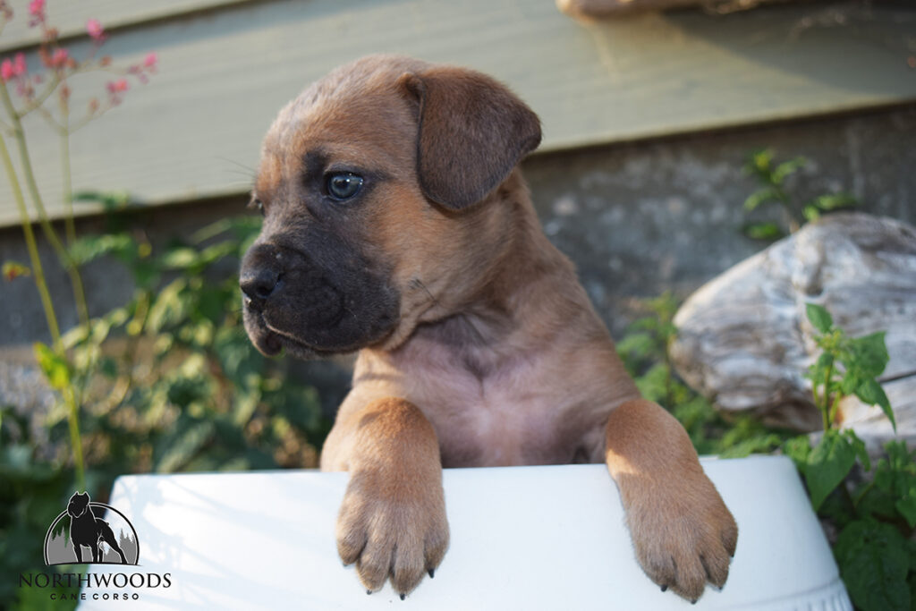 Americana Cane Corso partnership litter photo 4