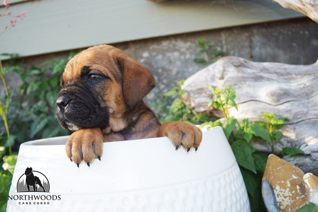 Americana Cane Corso partnership litter photo 5