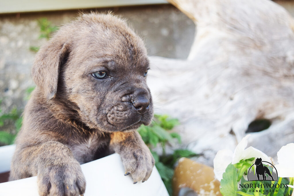Americana Cane Corso partnership litter photo 6