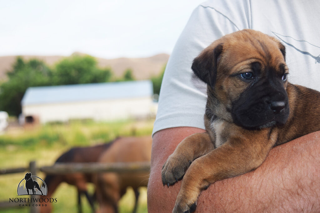 Americana Cane Corso partnership litter photo 9