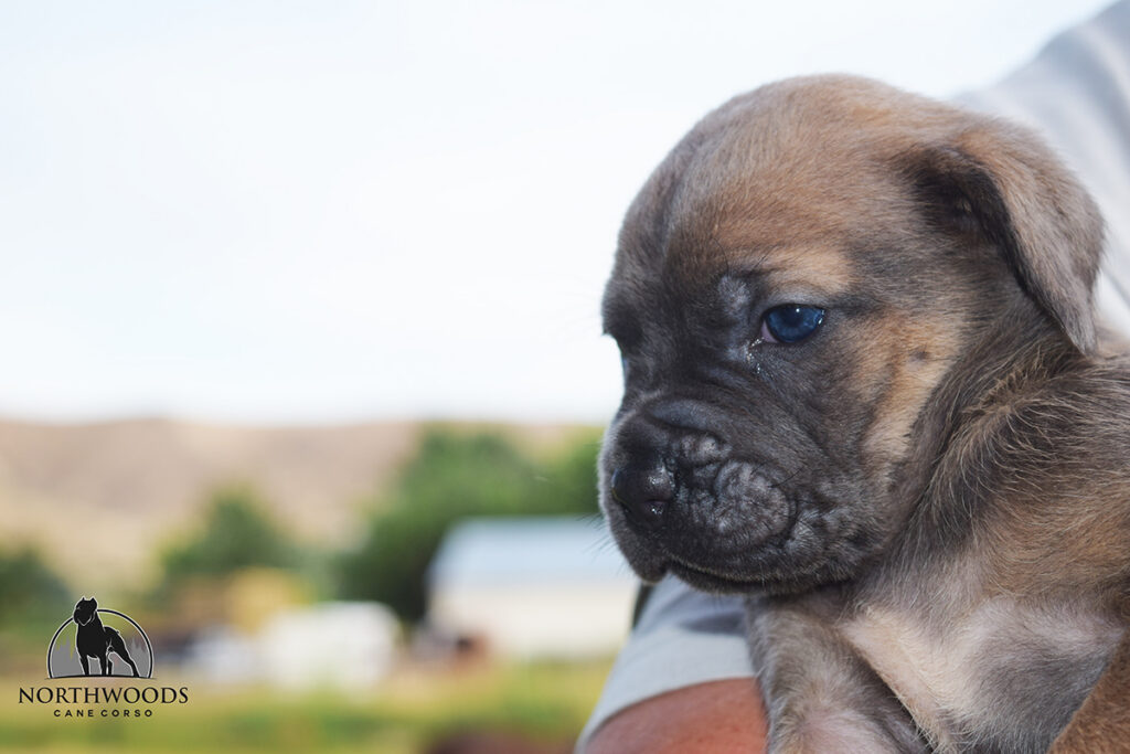 Americana Cane Corso partnership litter photo 10