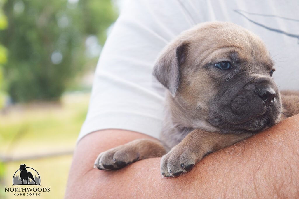 Americana Cane Corso partnership litter photo 11