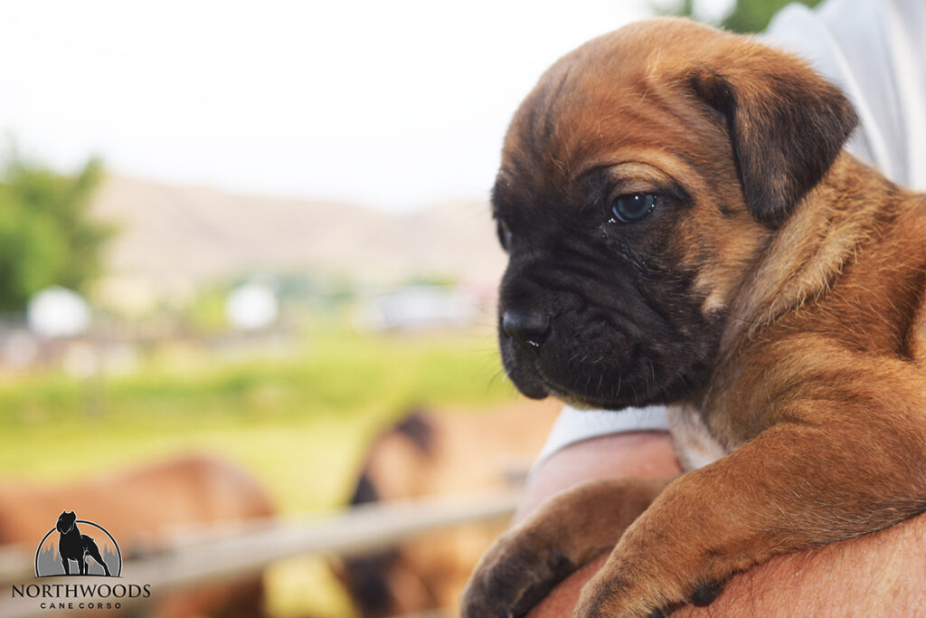 Americana Cane Corso partnership litter photo 12