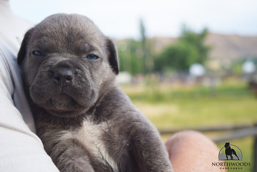 Americana Cane Corso partnership litter photo 13