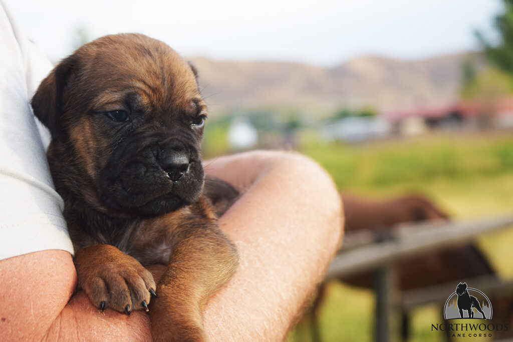Americana Cane Corso partnership litter photo 14