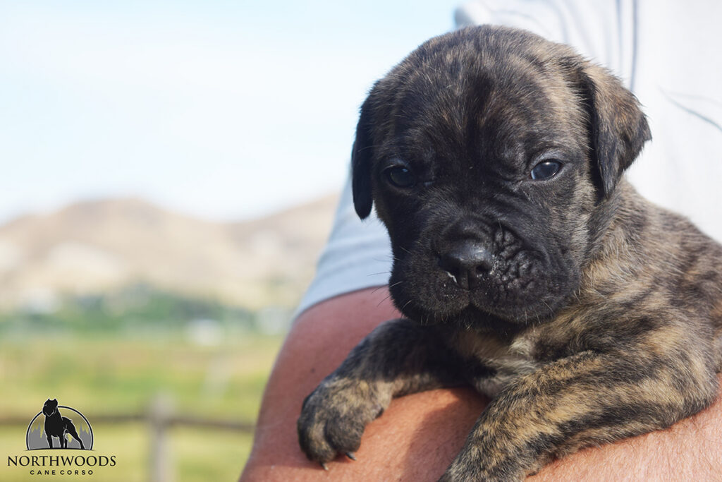 Americana Cane Corso partnership litter photo 16