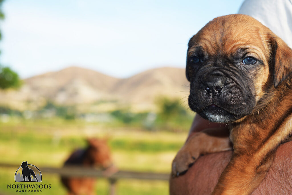 Americana Cane Corso partnership litter photo 17