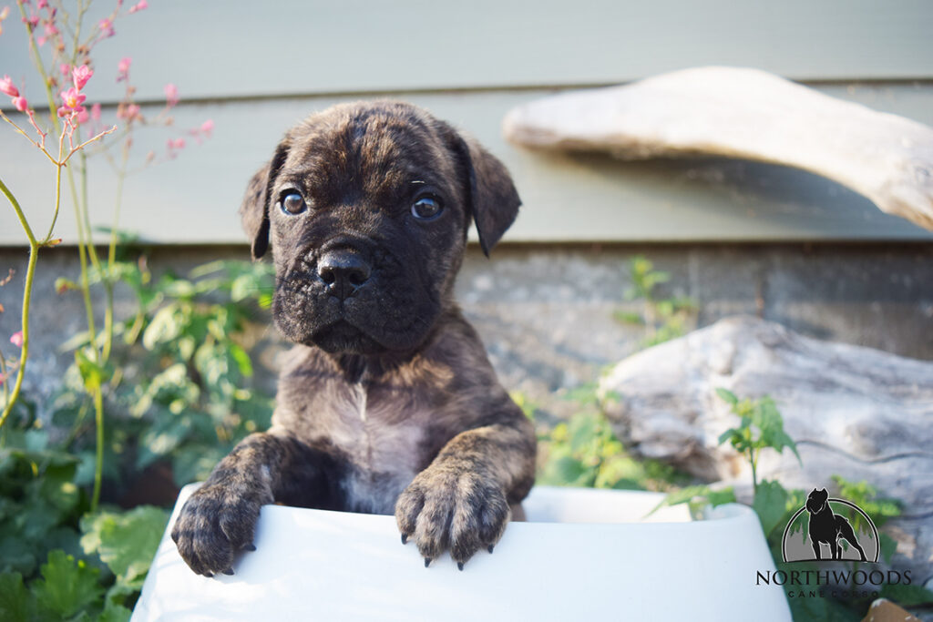 Toby and Roxy litter photo 2