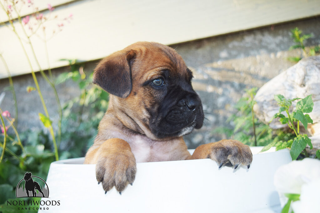 Toby and Roxy litter photo 3