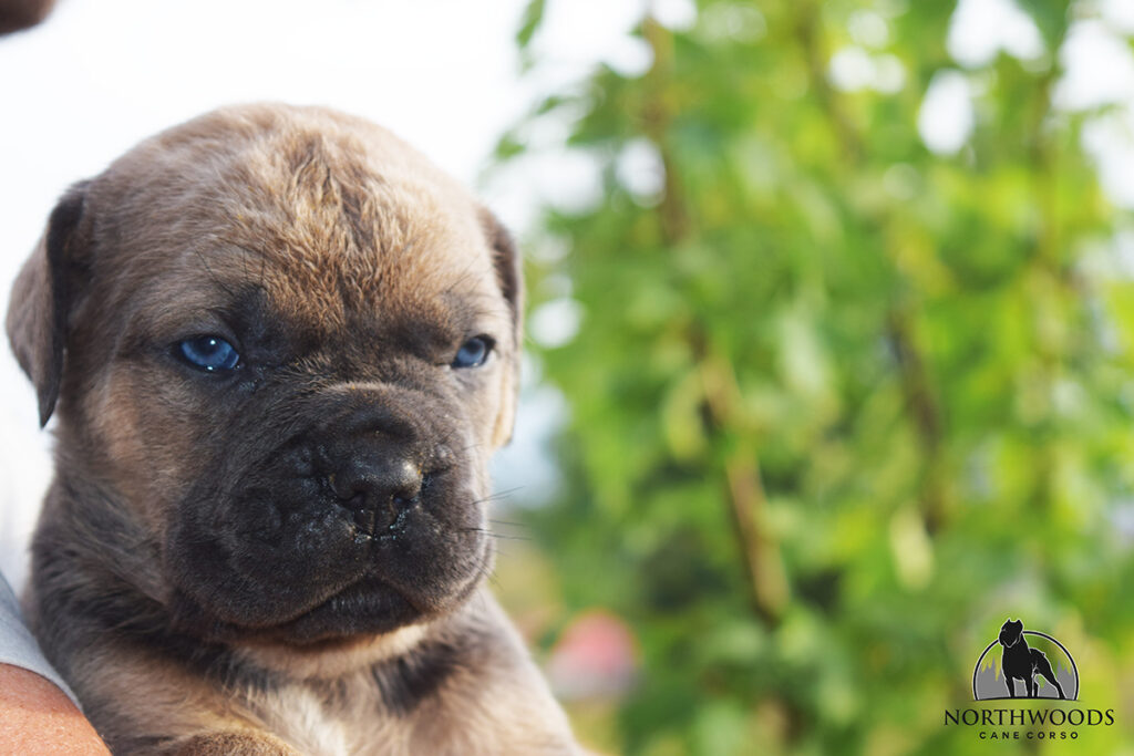 Toby and Roxy litter photo 6