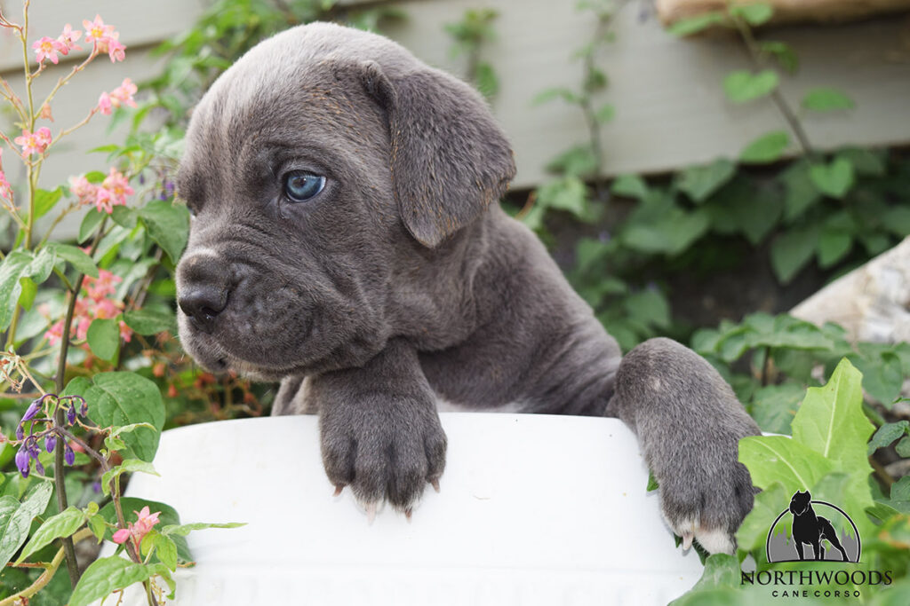 Northwoods Corsos Train Hard, Fight Easy puppy photo 1