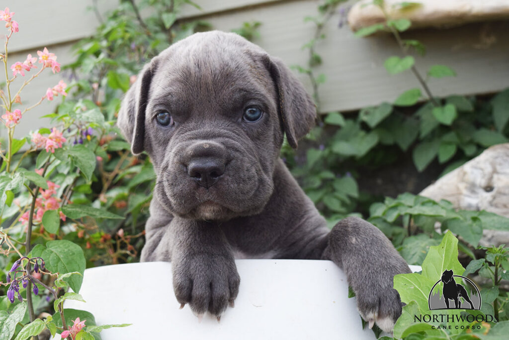 Northwoods Corsos Train Hard, Fight Easy puppy photo 2