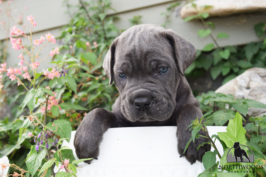 Northwoods Corsos Train Hard, Fight Easy puppy photo 3