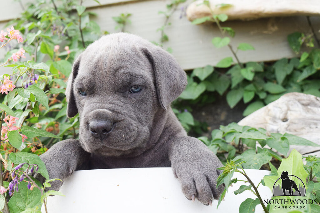 Northwoods Corsos Train Hard, Fight Easy puppy photo 4