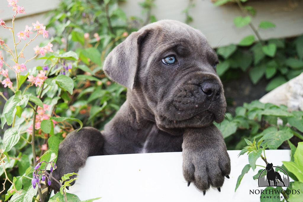 Northwoods Corsos Train Hard, Fight Easy puppy photo 5