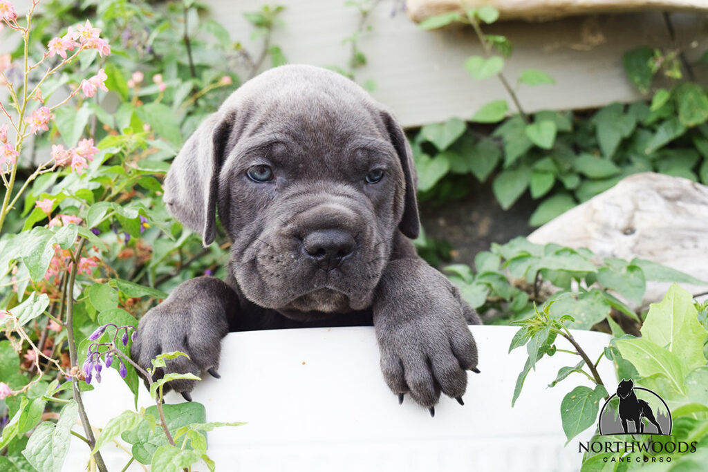 Northwoods Corsos Train Hard, Fight Easy puppy photo 6