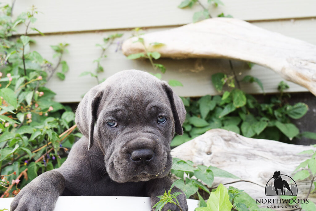 Northwoods Corsos Train Hard, Fight Easy puppy photo 7