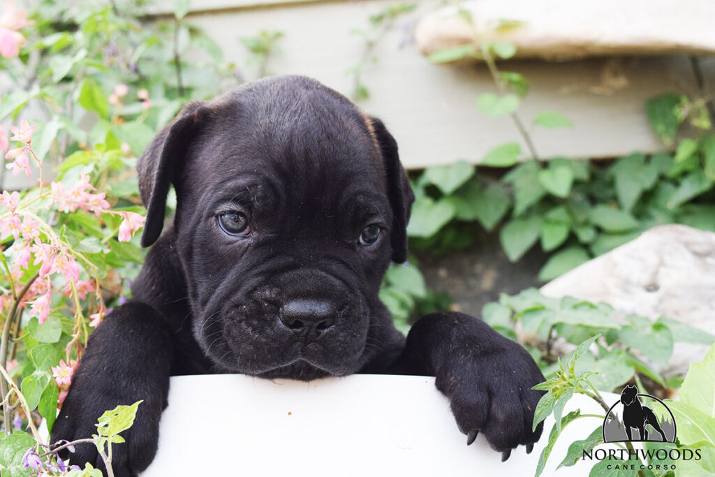 Northwoods Corsos Train Hard, Fight Easy puppy photo 8