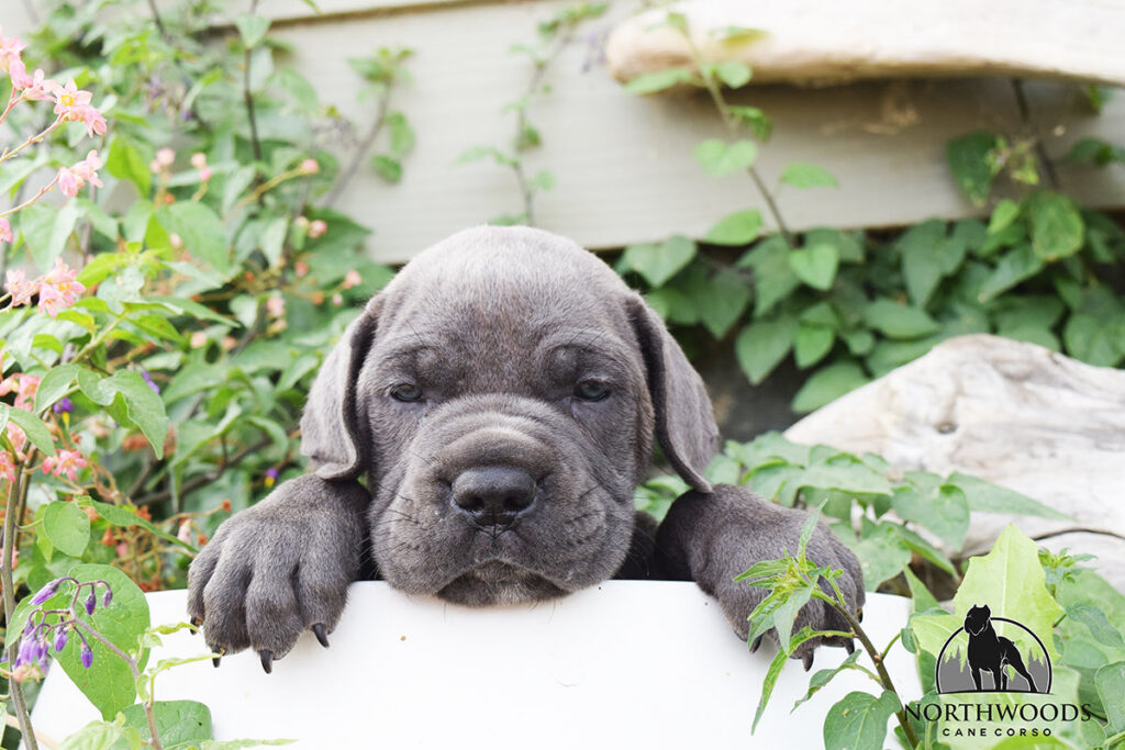 Northwoods Corsos Train Hard, Fight Easy puppy photo 9