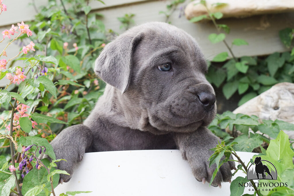 Northwoods Corsos Train Hard, Fight Easy puppy photo 10