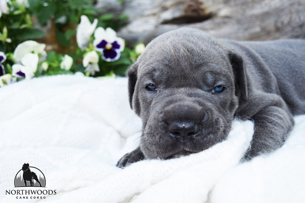 Northwoods Corsos Train Hard, Fight Easy puppy photo 12