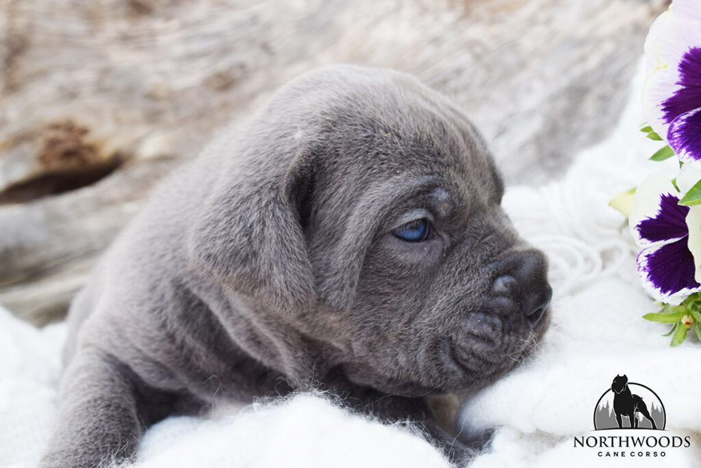 Northwoods Corsos Train Hard, Fight Easy puppy photo 13
