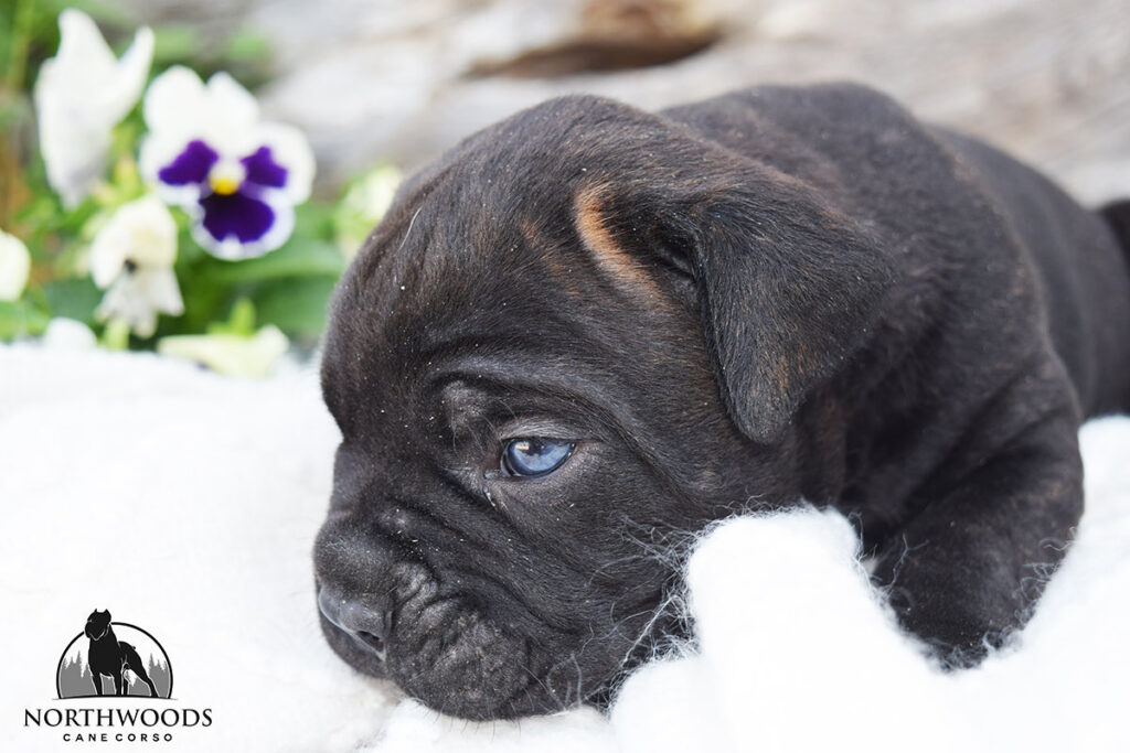 Northwoods Corsos Train Hard, Fight Easy puppy photo 14