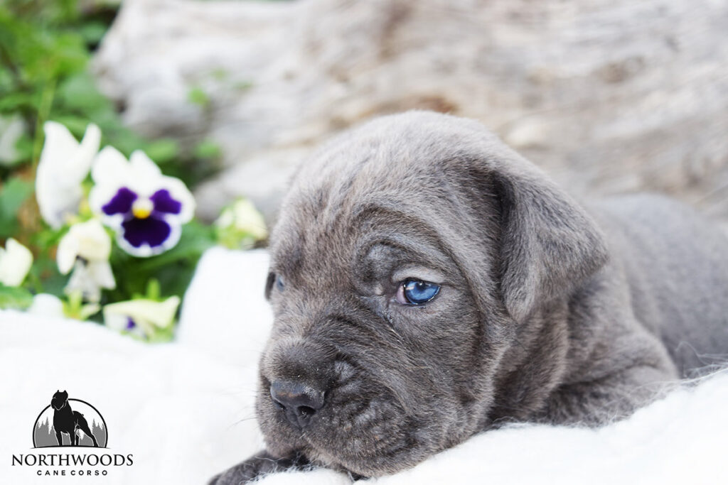 Northwoods Corsos Train Hard, Fight Easy puppy photo 15