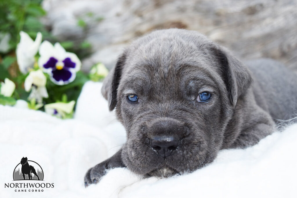 Northwoods Corsos Train Hard, Fight Easy puppy photo 16
