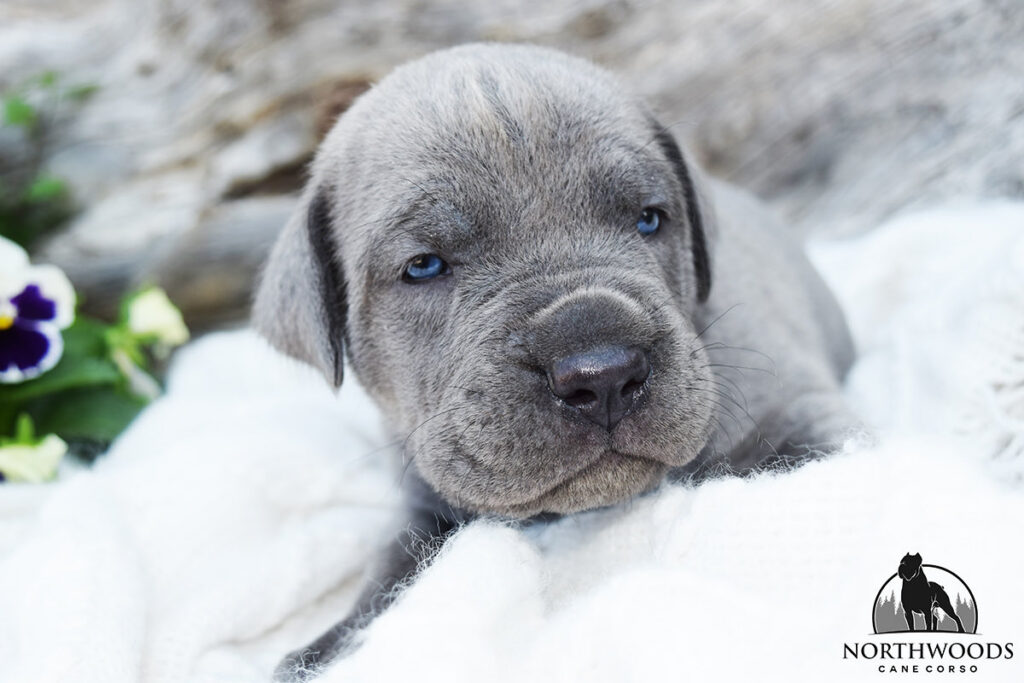 Northwoods Corsos Train Hard, Fight Easy puppy photo 17